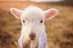 爱游戏网页版-跨界雷霆，当欧文在F1赛道单节拉开爵士般的争冠对手